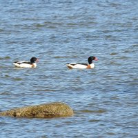 весна.пеганка :: ИННА ПОРОХОВА