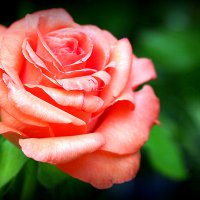 они нарадость нам даны :: Олег Лукьянов они нарадость нам даны :: Олег Лукьянов