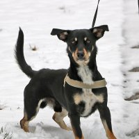 Осторожно - злая собака! :: Светлана Осторожно - злая собака! :: Светлана