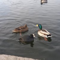 Утки и лысухи :: Сапсан 