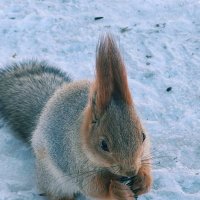 Белочка :: Георгиевич 