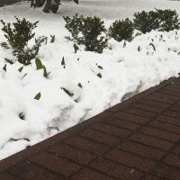 апрельский снег :: Владимир Зырянов