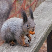 Белка :: Лина 