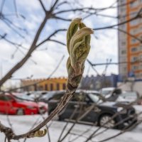 Не торопись, рябинка :: Валерий Иванович Не торопись, рябинка :: Валерий Иванович