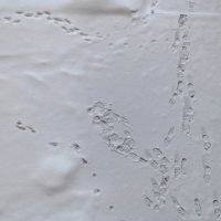 Распутать следы :: Валерий Иванович