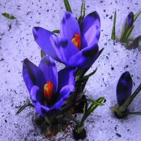 Апрельские крокусы :: Людмила Смородинская