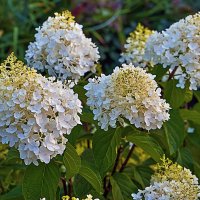 Цветение :: Владимир Кроливец Цветение :: Владимир Кроливец