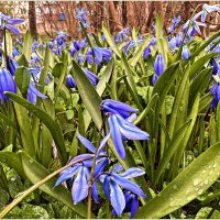 В весеннем парке. :: Валерия Комова