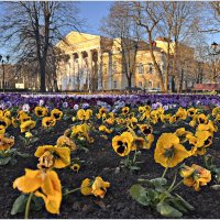 Анютки. :: Валерия Комова Анютки. :: Валерия Комова