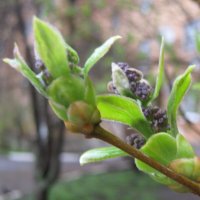 Мелодия весны :: Елена Семигина