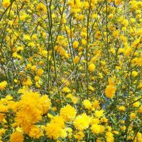 Дивная весна :: Ольга 