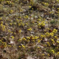 Мать-и-мачеха :: Рита Симонова