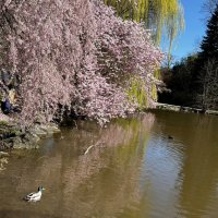 Мир Природы  "Natural World" :: "The Natural World" Александер