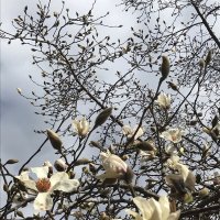 Скоро весна :: Pippa 