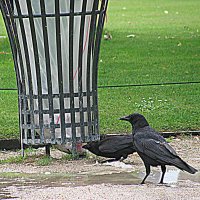 Париж. :: Владимир Драгунский