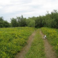 Лето :: Anna Ivanova Лето :: Anna Ivanova