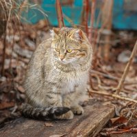 Котёнок :: Alex Bush