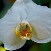 Фаленопсис :: Aleksey Afonin