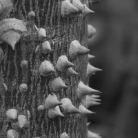 Ceiba speciosa (сейба великолепная) :: Магомед .