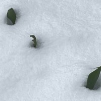 тюльпаны оттаяли... :: Olga Oskolkova