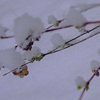 *** м а к р о *** :: Olga Oskolkova