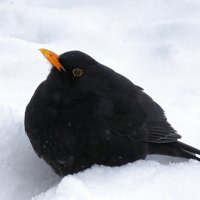 Дрозд решил, что в снегу теплее. :: Милешкин Владимир Алексеевич Дрозд решил, что в снегу теплее. :: Милешкин Владимир Алексеевич