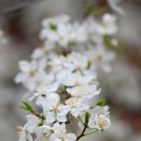 Алыча :: Татьяна Евдокимова