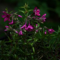 Цветы - наше всё)) :: Татьяна Евдокимова Цветы - наше всё)) :: Татьяна Евдокимова