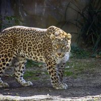 Леопард :: Андроник Александр Леопард :: Андроник Александр