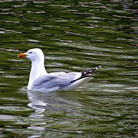 Париж. :: Владимир Драгунский Париж. :: Владимир Драгунский