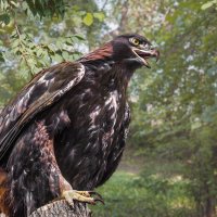 Беркут :: SanSan 