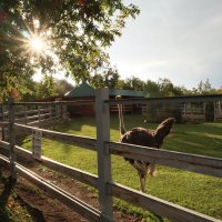Осенью в зоопарке :: Дмитрий Петров