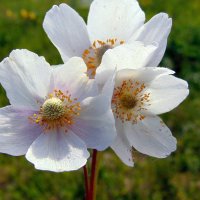 Ветреница. :: nadyasilyuk Вознюк