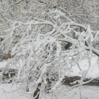 9 апреля :: Елена Семигина