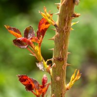 Роза :: Игорь Сикорский