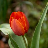 Тюльпан :: Игорь Сикорский Тюльпан :: Игорь Сикорский