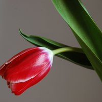 ... :: Елена Пономарева