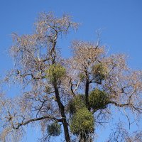 Апрель :: Рита Симонова