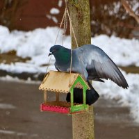 Снова зима... Опять голодно... :: Светлана 