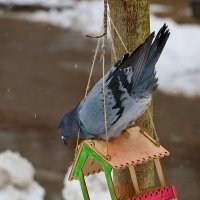 Снова зима... Опять кормушка востребована..... :: Светлана Снова зима... Опять кормушка востребована..... :: Светлана
