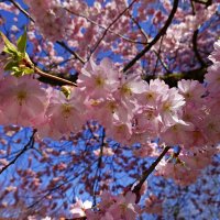 Весны прекрасные мгновенья!... :: Галина 