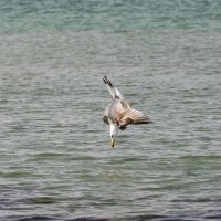 За добычей :: Светлана Тихонина