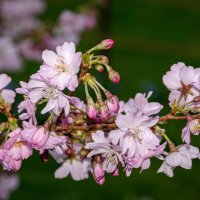 Весны цветение... :: Николай Гирш