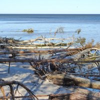 весна :: ИННА ПОРОХОВА