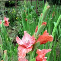 Гладиолус. :: Ирина *** Гладиолус. :: Ирина ***