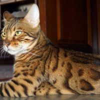 Сфинкс ,, домашний ,, :: Вик Токарев