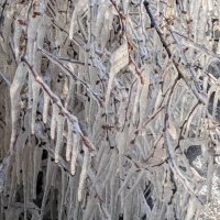 начало апреля 14 :: Александр Прокудин