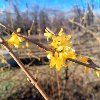 Форзиция :: Сапсан 