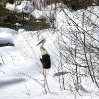 Осторожный аист :: Милешкин Владимир Алексеевич 