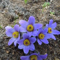 Сон-трава. :: nadyasilyuk Вознюк